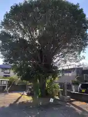 柏原神社の庭園