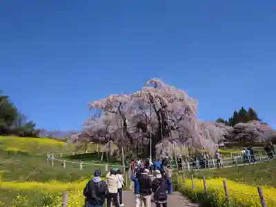 瀧桜神明宮(福島県)