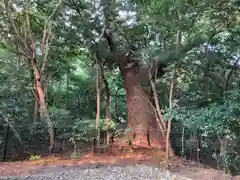 月夜見宮（豊受大神宮別宮）の自然