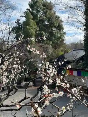 深大寺(東京都)