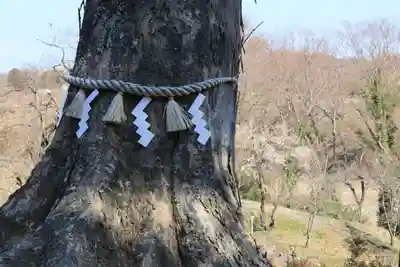 阿久津「田村神社」（郡山市阿久津町）旧社名：伊豆箱根三嶋三社の自然