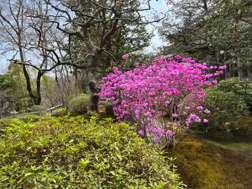 華厳寺（鈴虫寺）の自然
