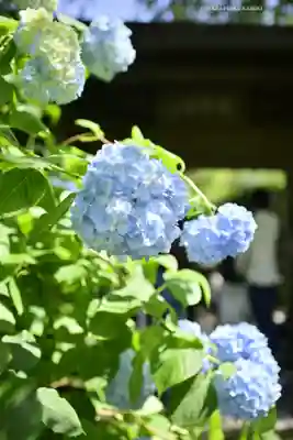 明月院(神奈川県)
