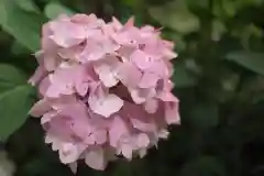 越ヶ谷久伊豆神社の自然