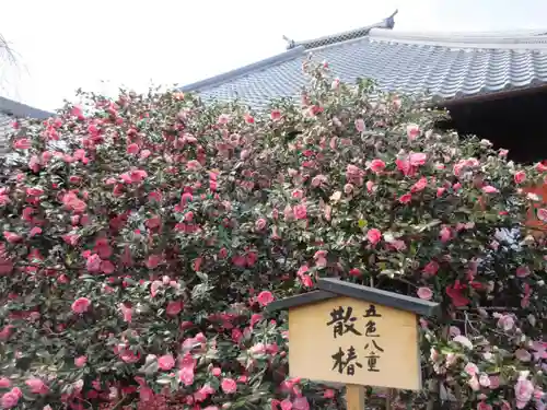 地蔵院（椿寺）の自然