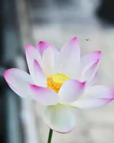 浄土寺(兵庫県)