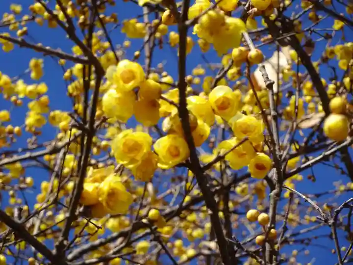 横浜 西方寺の自然