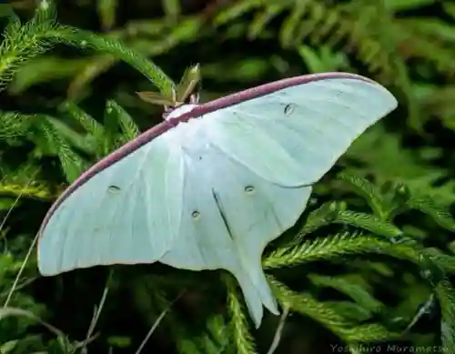 瀧神社の{uncategorized: "未分類", other: "その他", undefined: "問題あり", building: "その他建物", grave: "お墓", sacred_gate: "鳥居", guardian: "狛犬", statue: "像", buddha: "仏像", history: "歴史", nature: "自然", garden: "庭園", animal: "動物", pagoda: "塔", temizu: "手水舎", mountain_gate: "山門・神門", sanctuary: "本殿・本堂", subordinate: "末社・摂社", art: "芸術", scenery: "景色", jizo: "地蔵", ema: "絵馬", goshuin: "御朱印", omikuji: "おみくじ", items: "授与品その他", amulet: "お守り", goshuincho: "御朱印帳", eats: "食事", festival: "お祭り", votive_dance: "神楽", shichigosan: "七五三参", wedding: "結婚式", experience: "体験その他", initially: "初詣", around: "周辺", anti_infection: "感染症対策"}