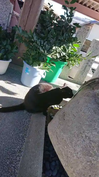 御嶽神社茅萱宮の動物