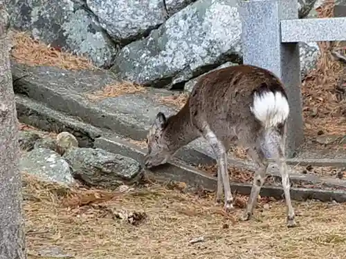 金華山黄金山神社の動物