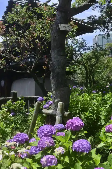 白山神社(東京都)
