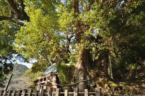 須賀神社の自然