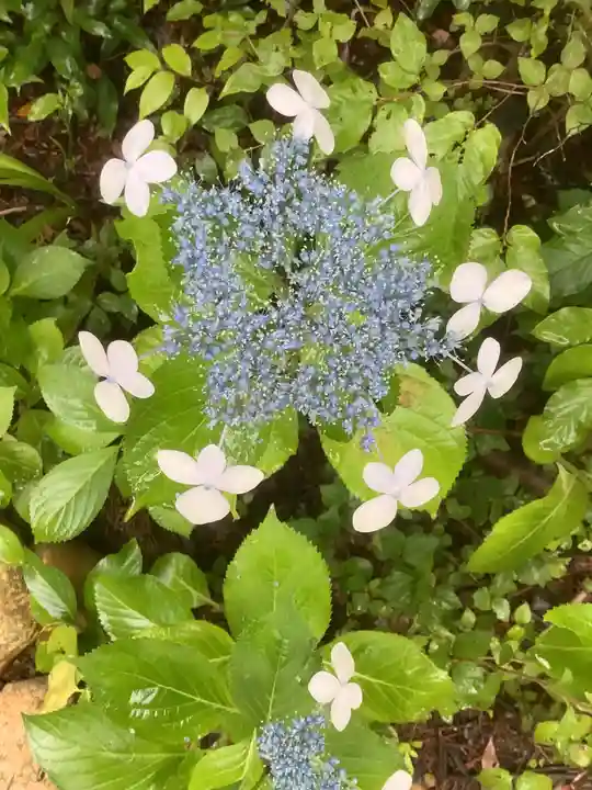 玉野御嶽神社の自然