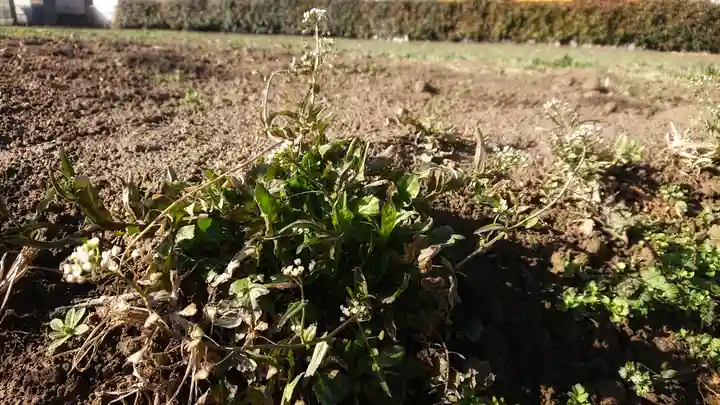 天神社(治郎丸東)のその他建物