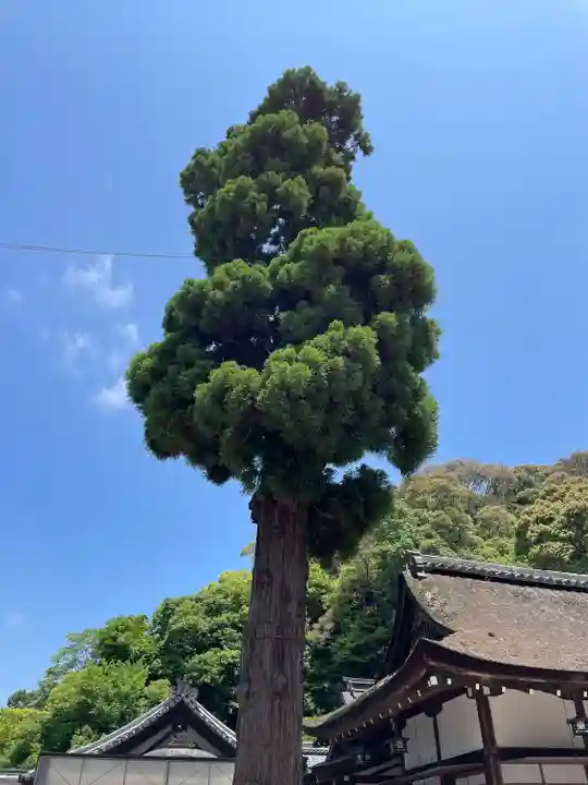 大神神社(奈良県)