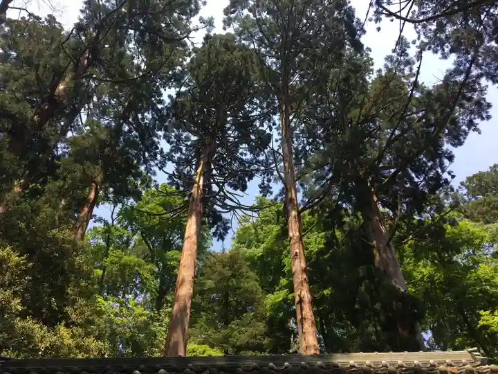 岡太神社・大瀧神社の自然