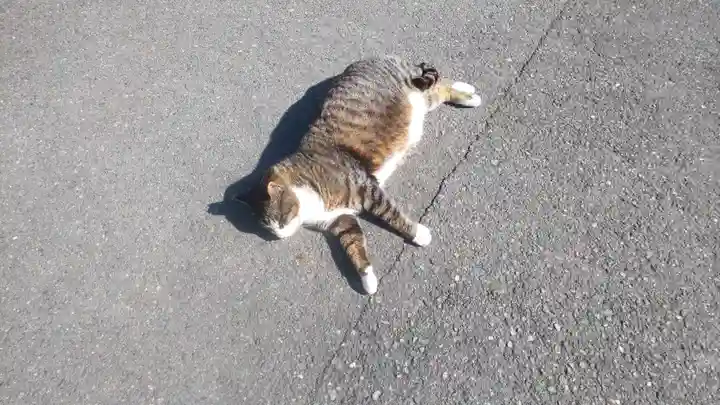 御誕生寺(猫寺)(福井県)