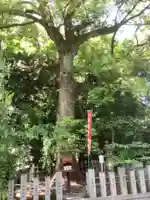 富部神社の自然