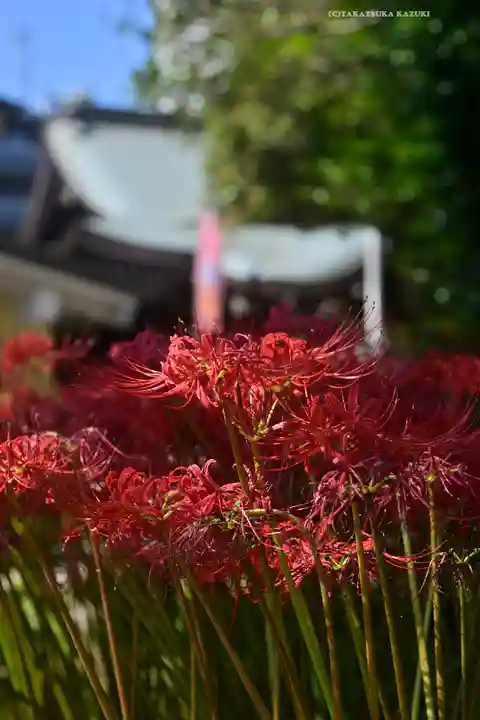 磐井神社(東京都)