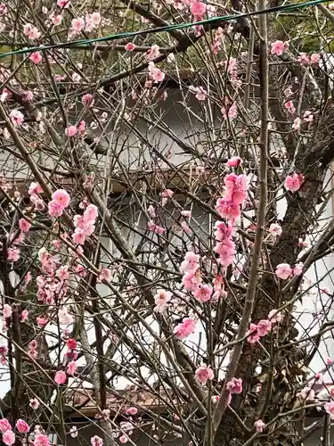 大山祇神社の自然