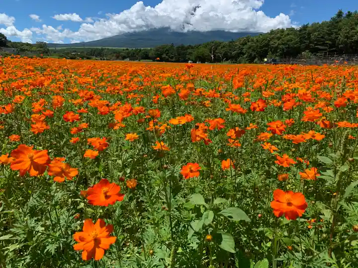 山中浅間神社の自然
