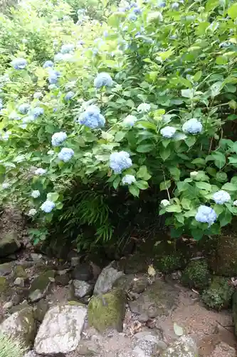 矢田寺の自然