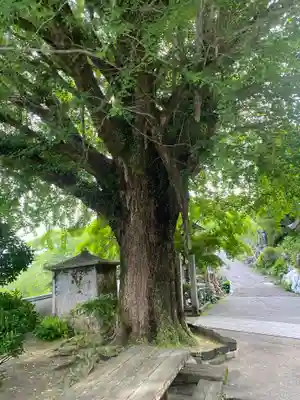慈眼寺(徳島県)