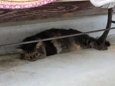 御誕生寺（猫寺）(福井県)