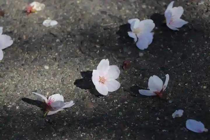 開成山大神宮の自然