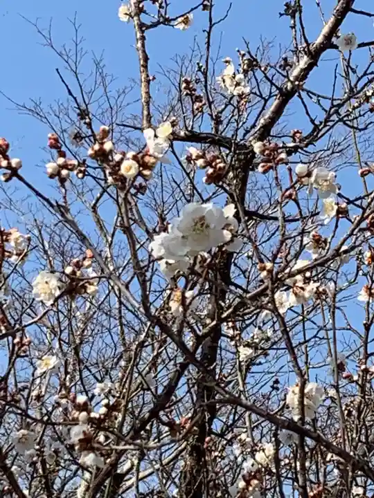 三田天満宮の自然