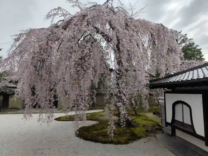 高台寺(高台寿聖禅寺・高臺寺)(京都府)