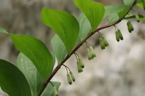 鹿島大神宮の自然