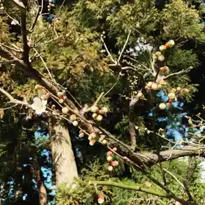 豊景神社の自然(2020年03月12日(木) 06時29分41秒投稿)