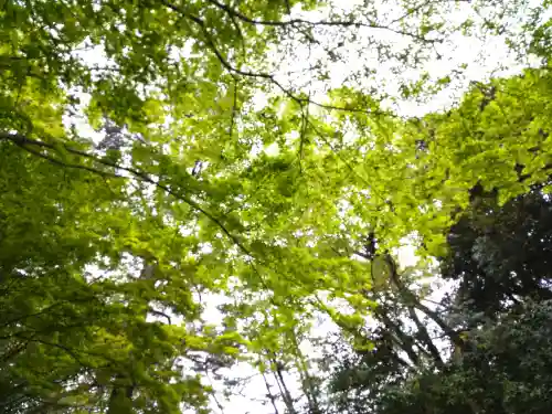 河合神社（鴨川合坐小社宅神社）の自然