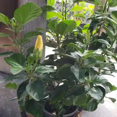 妙蓮寺のその他建物