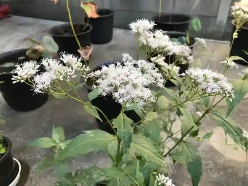 行願寺（革堂）の自然