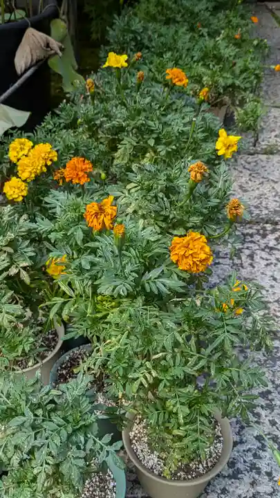 勝林寺(京都府)