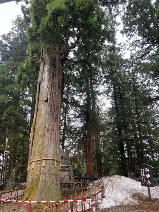 戸隠神社中社の自然