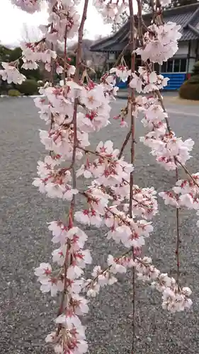 冨士御室浅間神社の自然