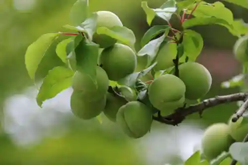 開成山大神宮の自然