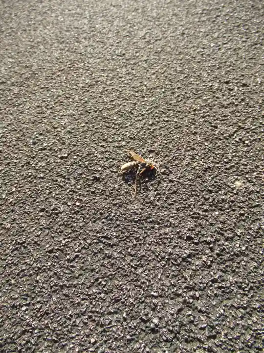 真光寺(千葉県)