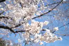 上高野神社の自然