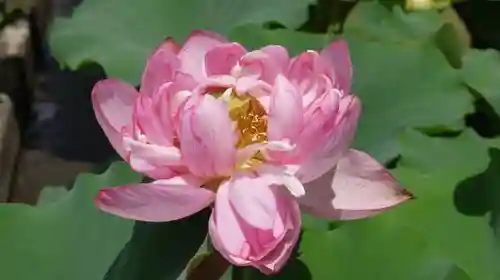 半木神社（賀茂別雷神社境外末社）の自然