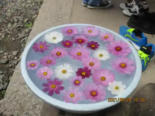 般若寺 ❁﻿コスモス寺❁の自然