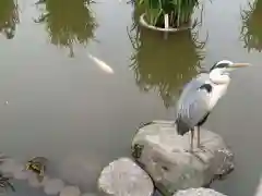 太宰府天満宮の動物