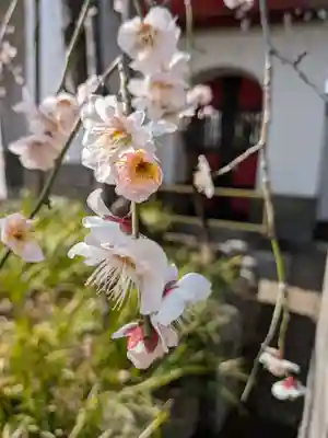 成願寺(東京都)