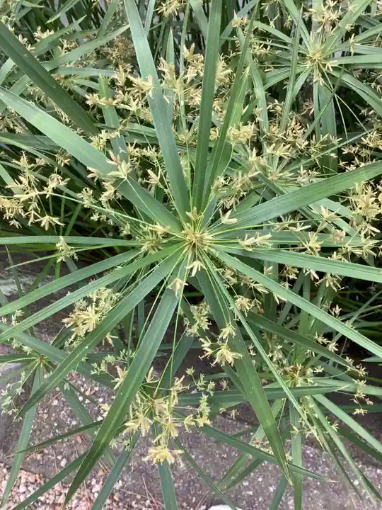 市原稲荷神社の自然
