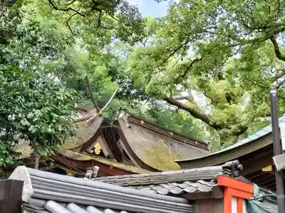 杭全神社の本殿・本堂