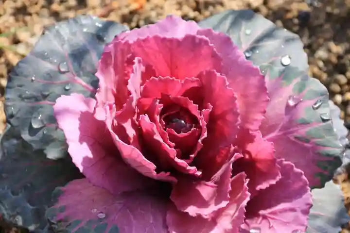 大鏑神社の自然