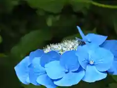 恩山寺の自然